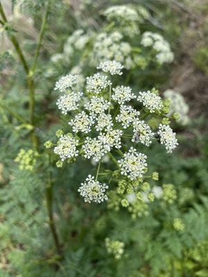 Itty bitty flowers