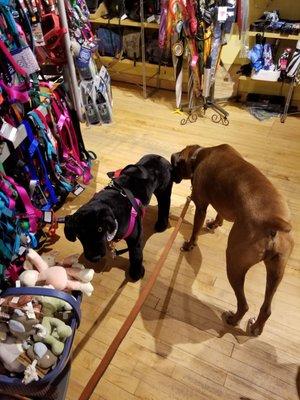 The boxer saying hi to a fake dog