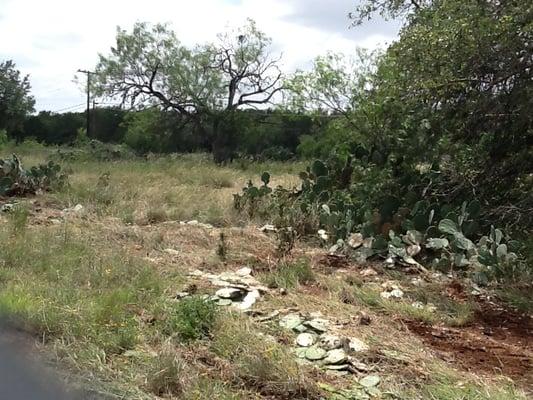 Land clearing project - before