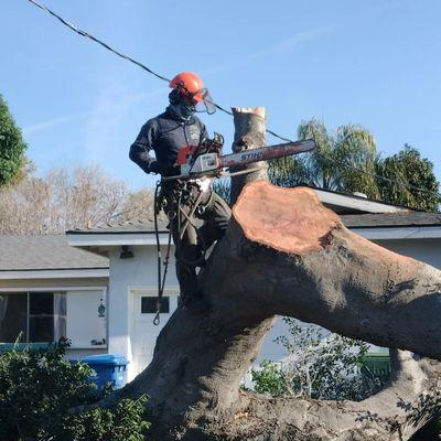 Fallen Oak Tree Removal