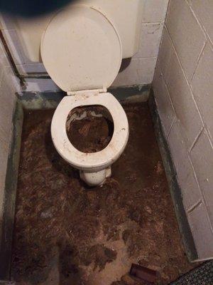 Clogged toilet and tree roots in main sewer line