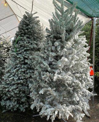 Flocked Christmas Trees!