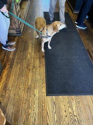 A beautiful dog patronizing Chestnut Hill Brewing Company.