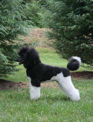 GR CH Prairiedogs' Ballroom Dancer #1 multi-colored standard poodle in UKC  2 years and top 10 for 5 years.