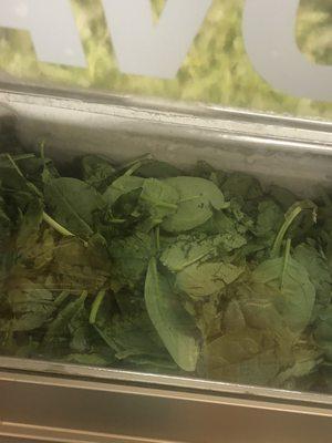 Old spinach and lettuce