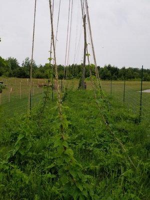 Hopps growing out back near overflow seating