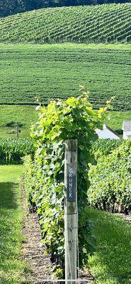 Gorgeous green vineyards.