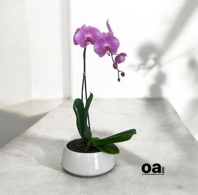 Fresh orchids Miami