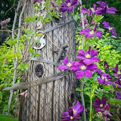 Great Basin Fence Lizard & Italian Clematis