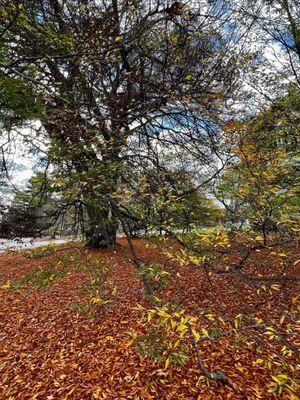 Foliage - large, beautiful trees