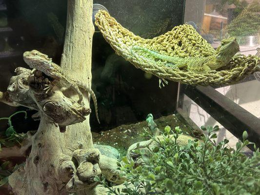 Bearded dragons chilling