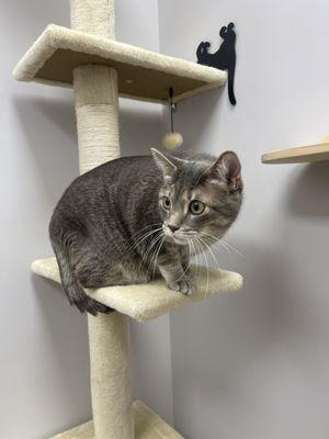 Cat on cat tower