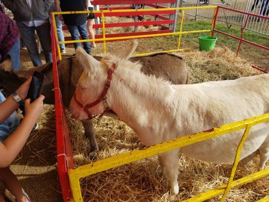 This mule has blue eyes!