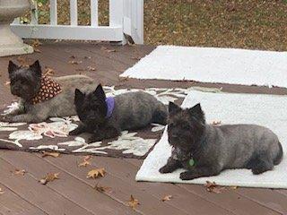 The children relaxing after their stay at Buddy's Dog Den