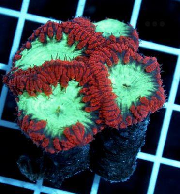 We receive corals, fish and invertebrates every week