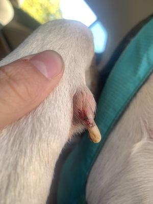 Dewclaw injury sustained at Ridge Runner Lodge