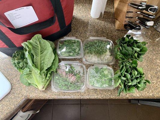 CSA half share (romaine lettuce, pea shoots, radish microgreens, broccoli microgreens, and spinach) - 1/14/2021