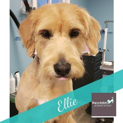 Does your pet need grooming advice consultations? Dog-a-holick provides your dog with premium grooming products and services.