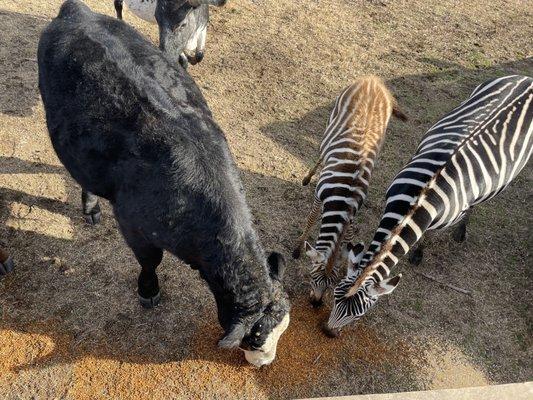 Big pasture feeding