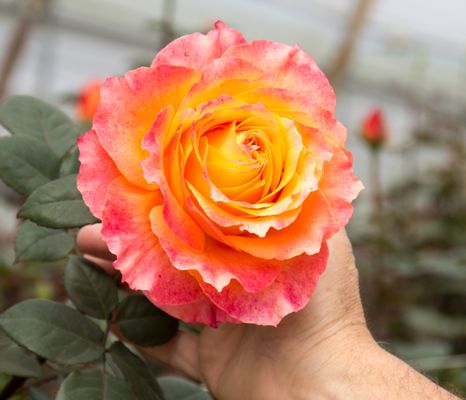 Free Spirit - Orange / Yellow / Pink garden style roses.