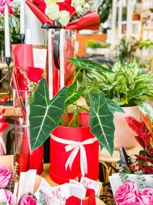 Alocasia Frydek as a present? Yes!