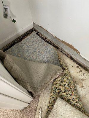 Mold and lifted carpet still not Put back