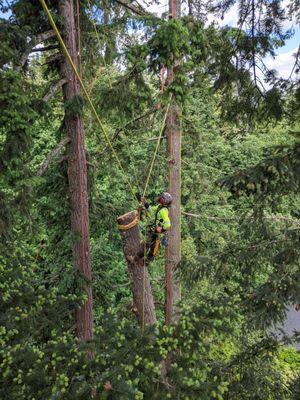 Daniel Goss, removal of uprooted fir tree that laid over into another fir tree.