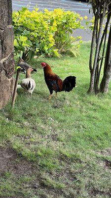 Local chickens at the entrance