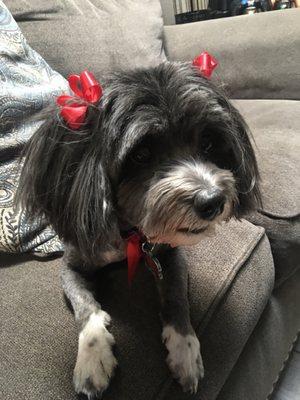 My favorite look they did for Oreo at "It's a Dogs World" groomers. She doesn't always come home looking this glam but sometimes she does.