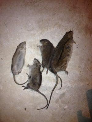 Rhode Island Rat Control Services