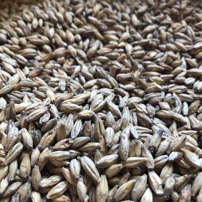 Malted barley.