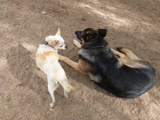 My sanctuary dogs, just hangin'