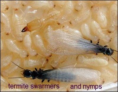 Termite Swarmers