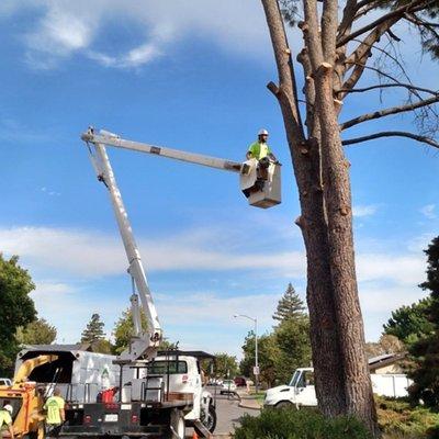 Complete Tree Care & Service