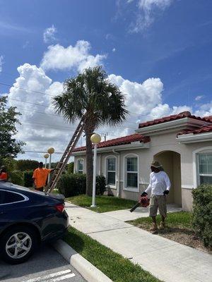 Tree trimming