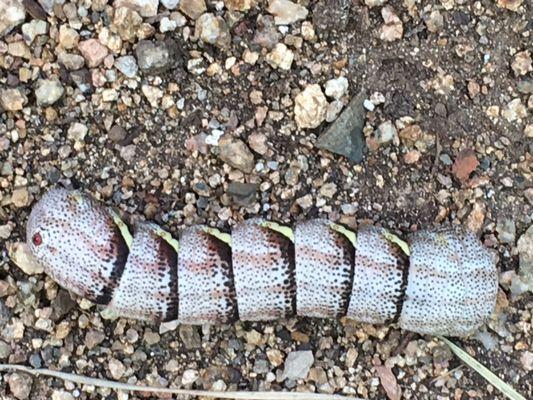 What is this thing?  Found it in my backyard this morning.  My cat had been playing with it.  Should I be concerned?