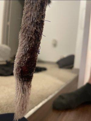 My dogs tail with stitches from the poorly managed door.