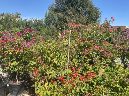 Bougainvillea