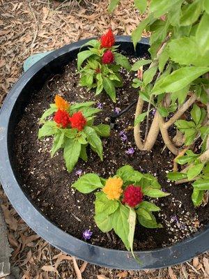 Celosia I bought and planted yesterday