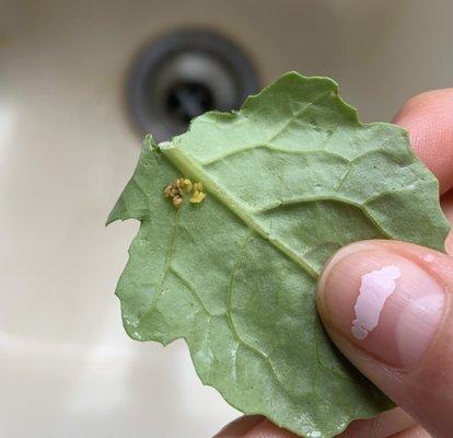 Maggots on spinach