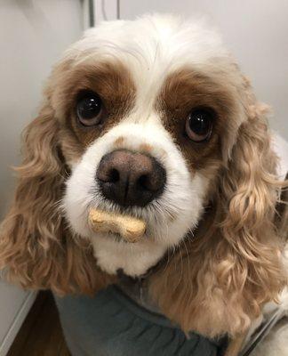 I earned this tray today after my bath at Blue Pooch