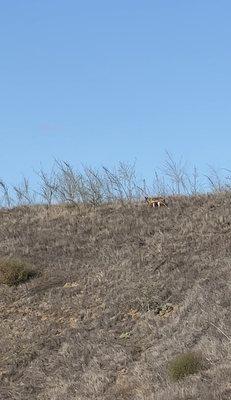 We often see coyotes in early morning hours, so stay alert