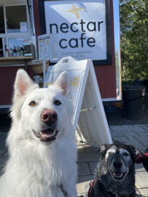 Willow and Scout at Nectar Cafe