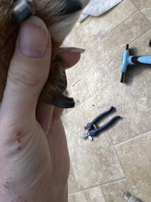 Dog nail