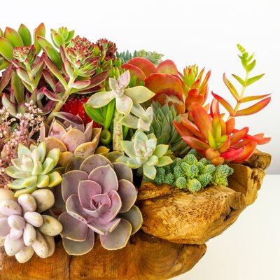 A stunning succulent arrangement in driftwood made to be an impressive centerpiece and a special gift. Delivery in LA and store pickup.