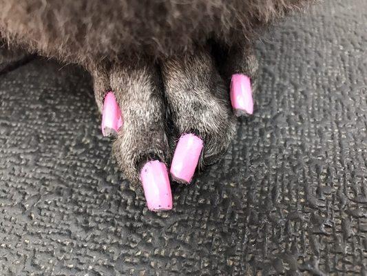 Pawfect Pedicures!