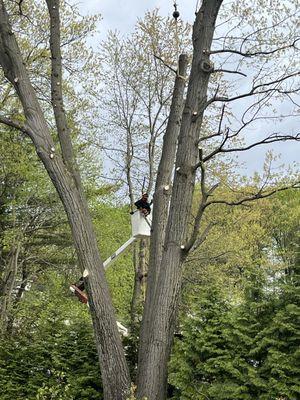 Carney Tree Service, LLC