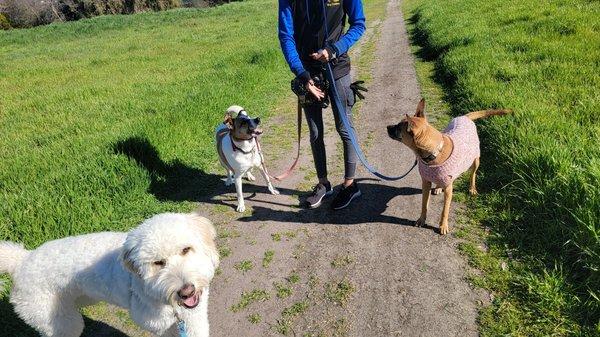 Zobo, Aria, and Bodie group walk training