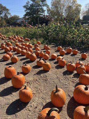 Pumpkin patch