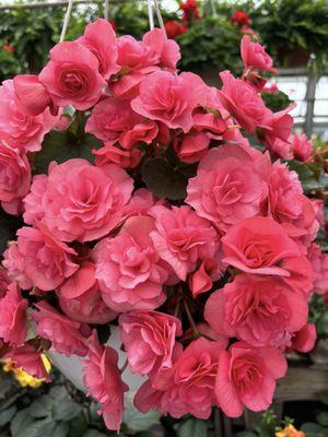 hanging baskets